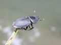 Dorcus parallelipipedus